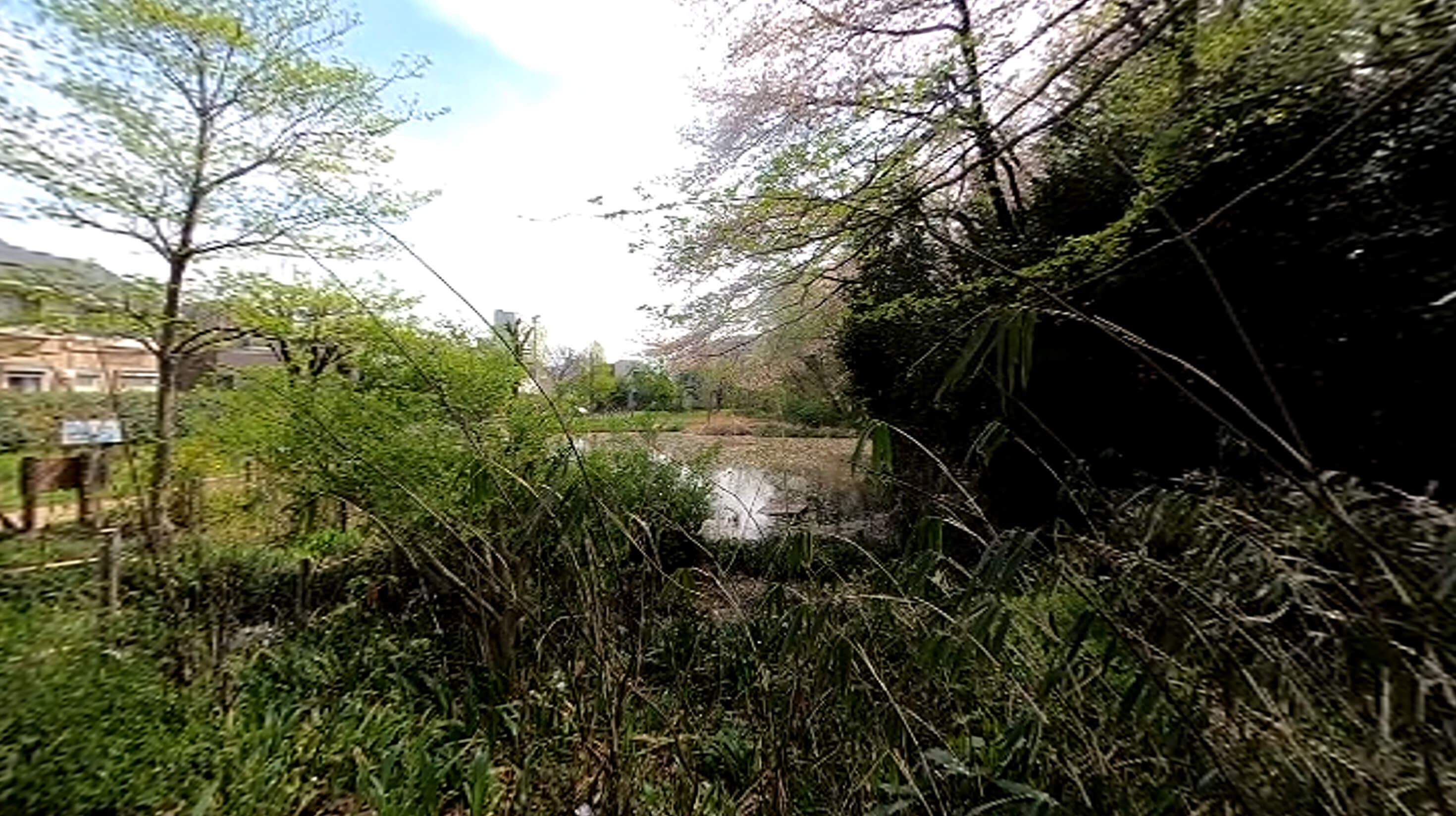 国分寺姿見の池緑地保全地域
