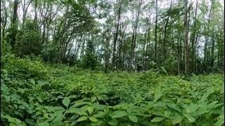 海道緑地保全地域